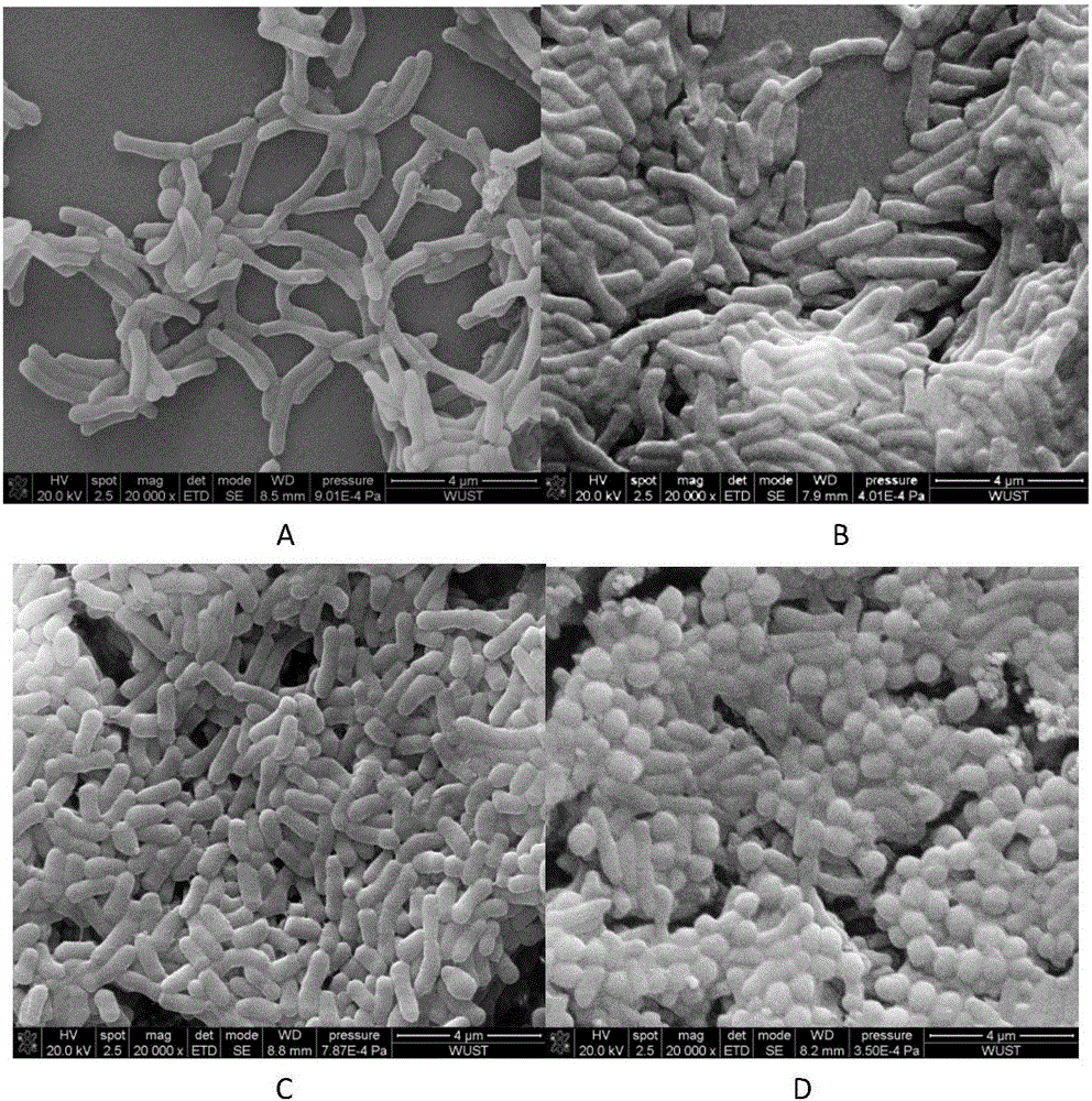 Bacterial strain capable of degrading pyridine and ammonia nitrogen, preparation method and application of bacterial strain