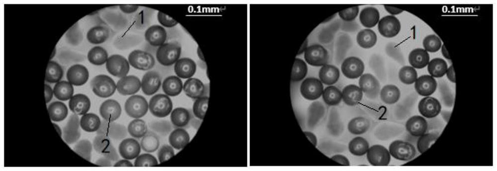 A method for constructing a diabetic zebrafish model