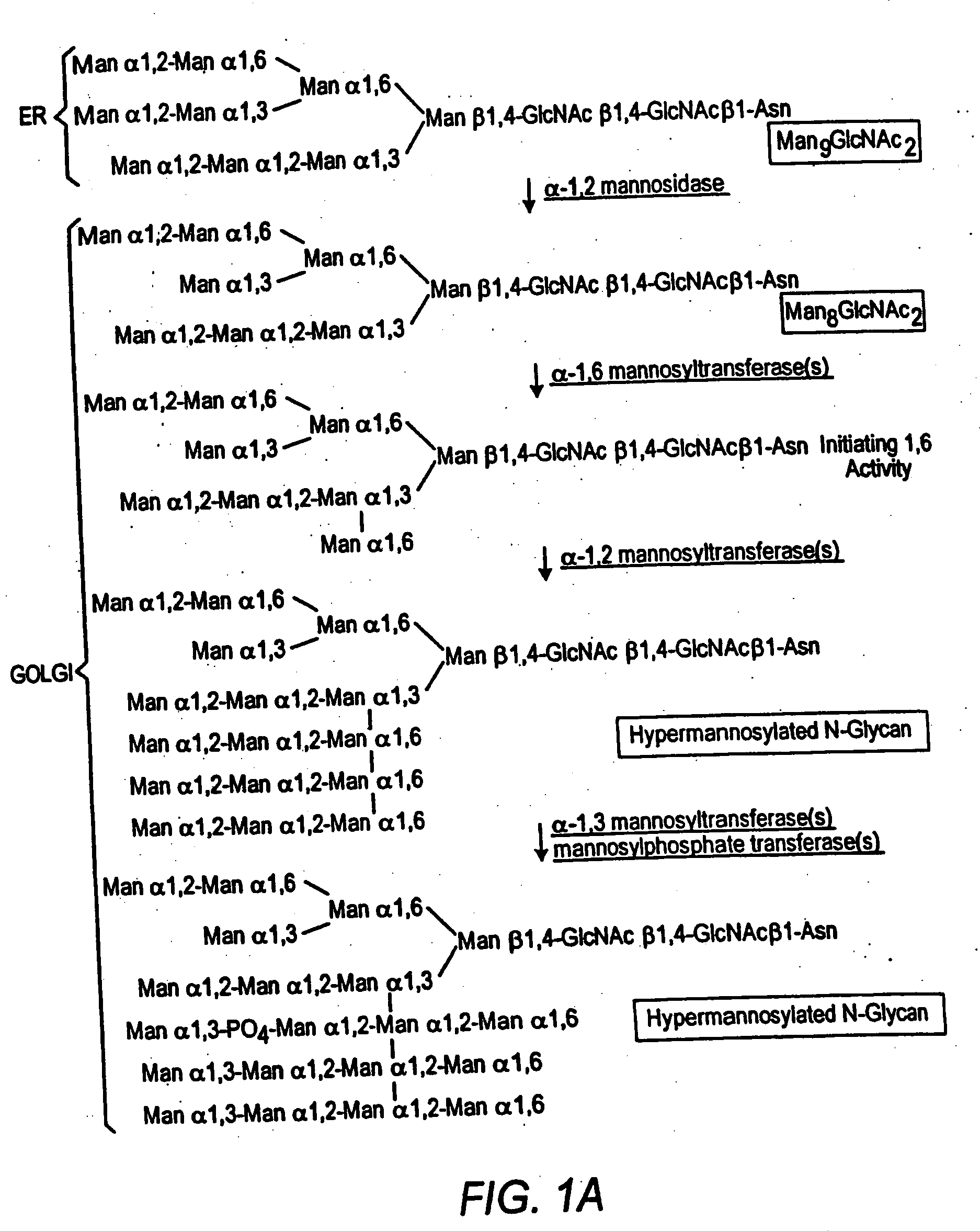 Methods for producing modified glycoproteins