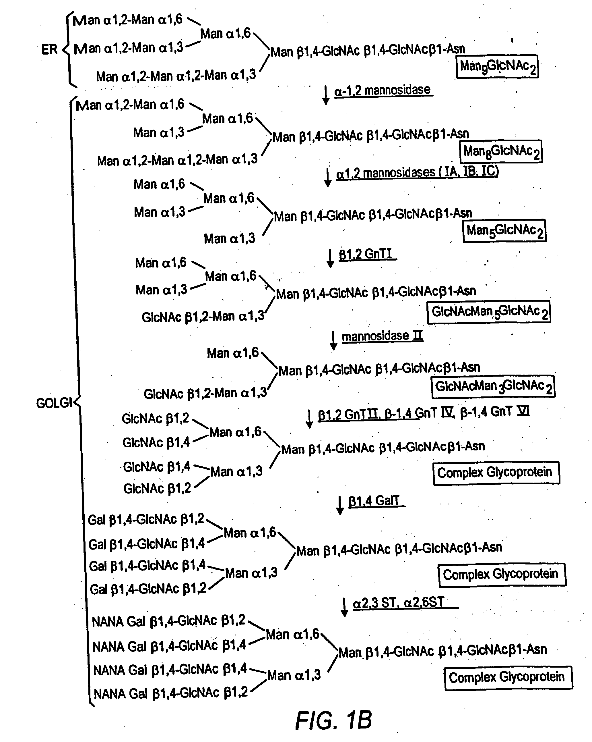 Methods for producing modified glycoproteins