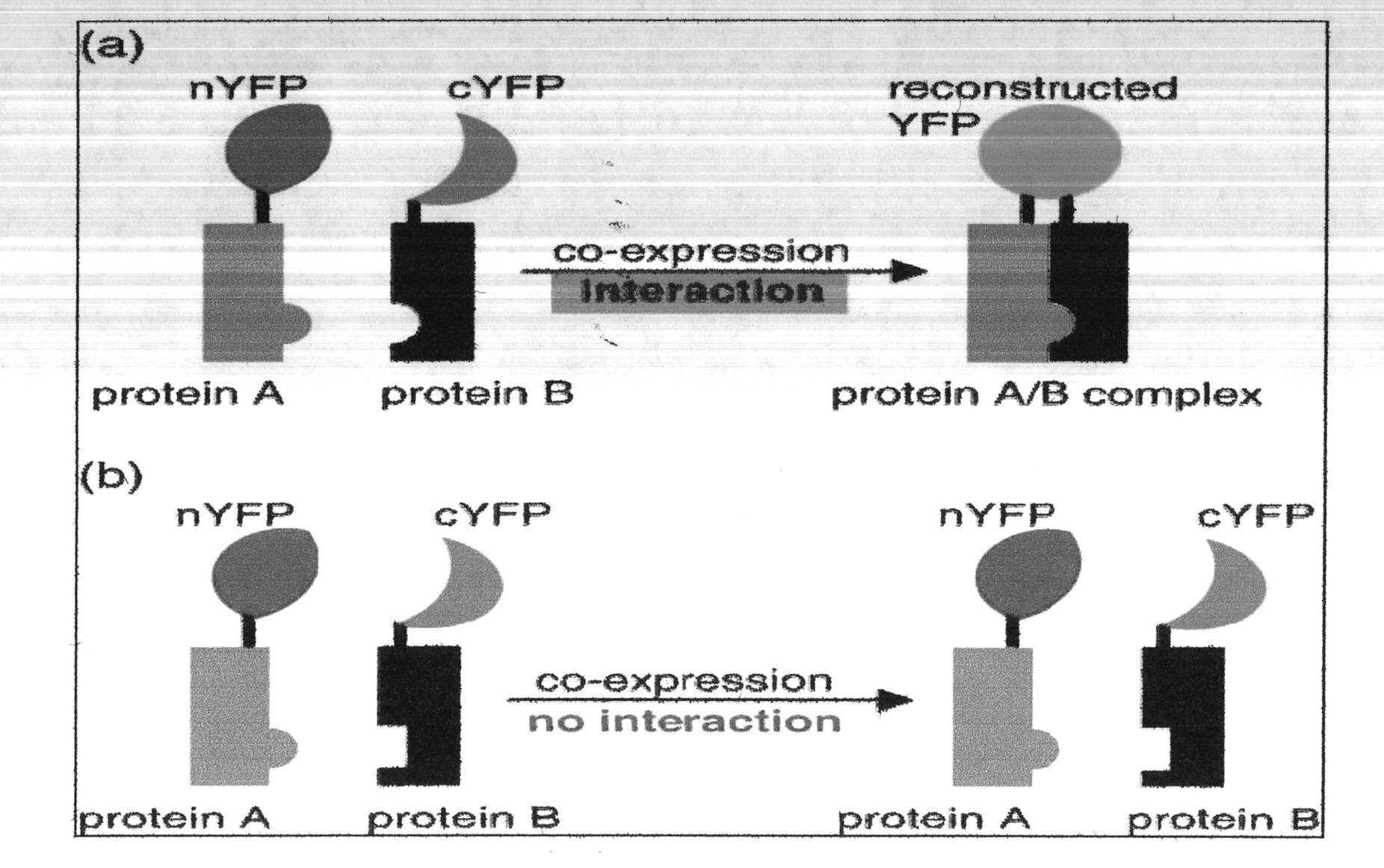 Improved bimolecular fluorescence complementation carrier for researching protein interaction