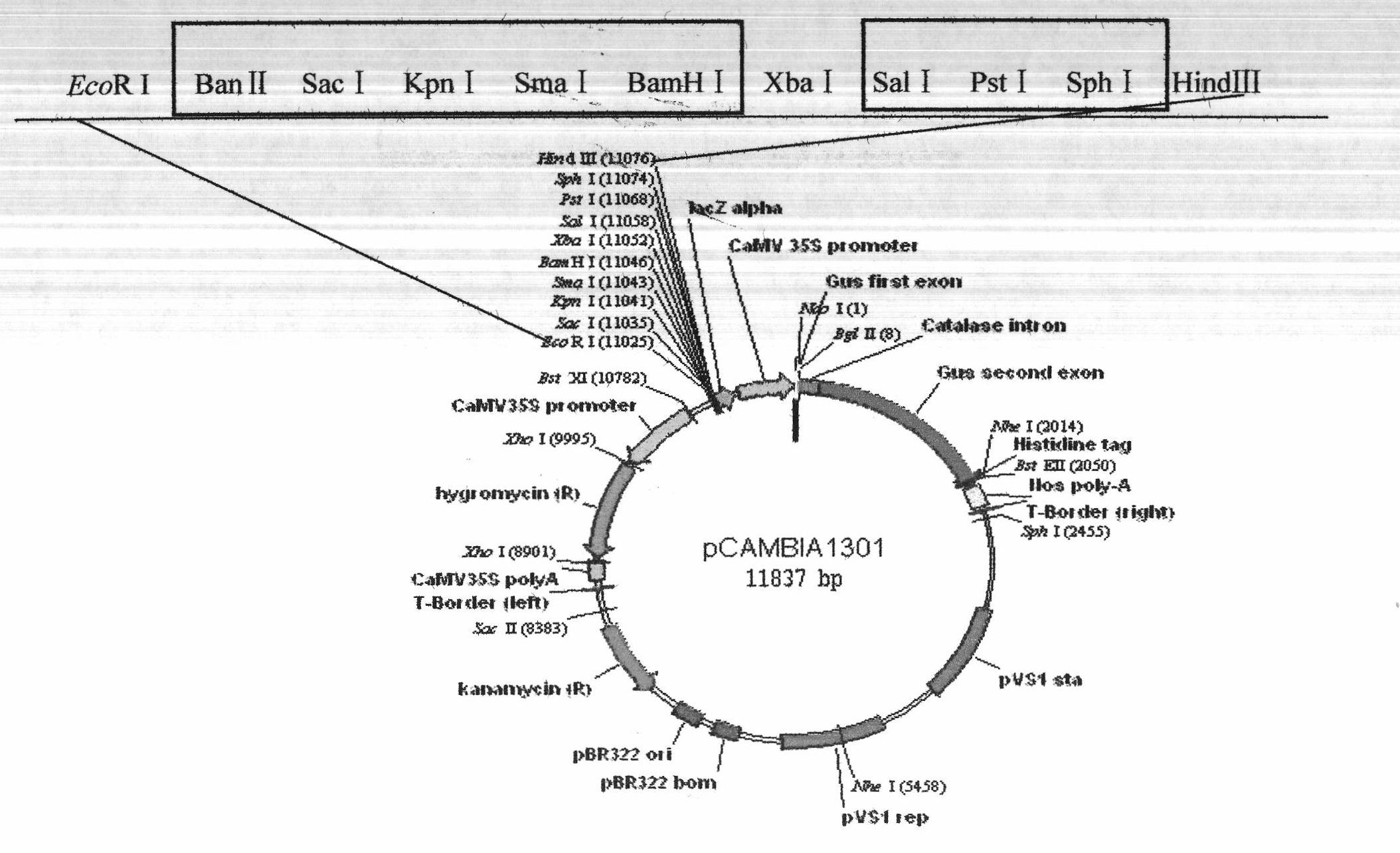 Improved bimolecular fluorescence complementation carrier for researching protein interaction