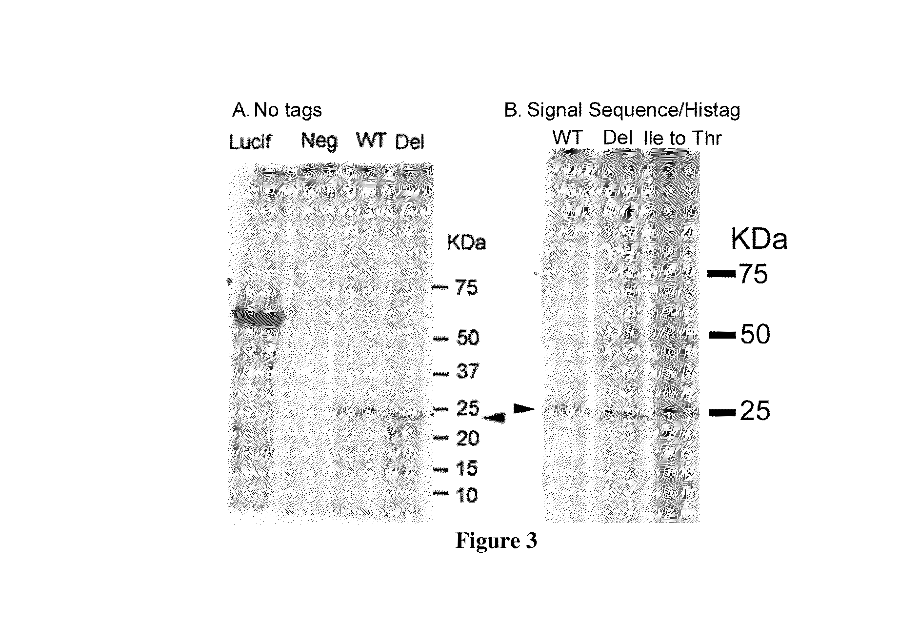 Casein and methods of use thereof