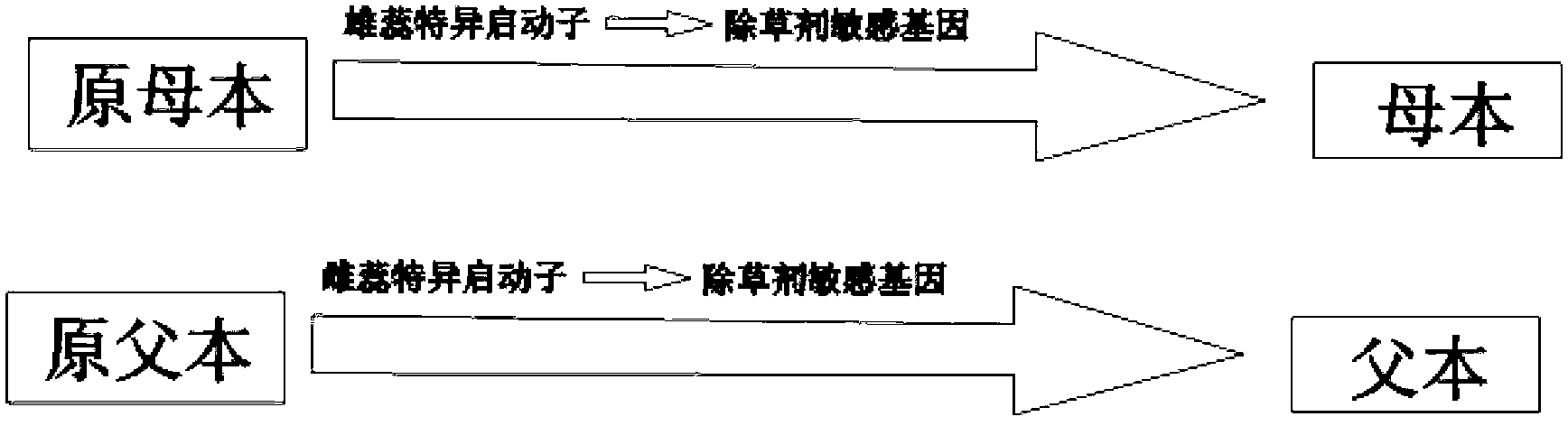 Rice hybrid breeding material as well as cultivation method and application thereof