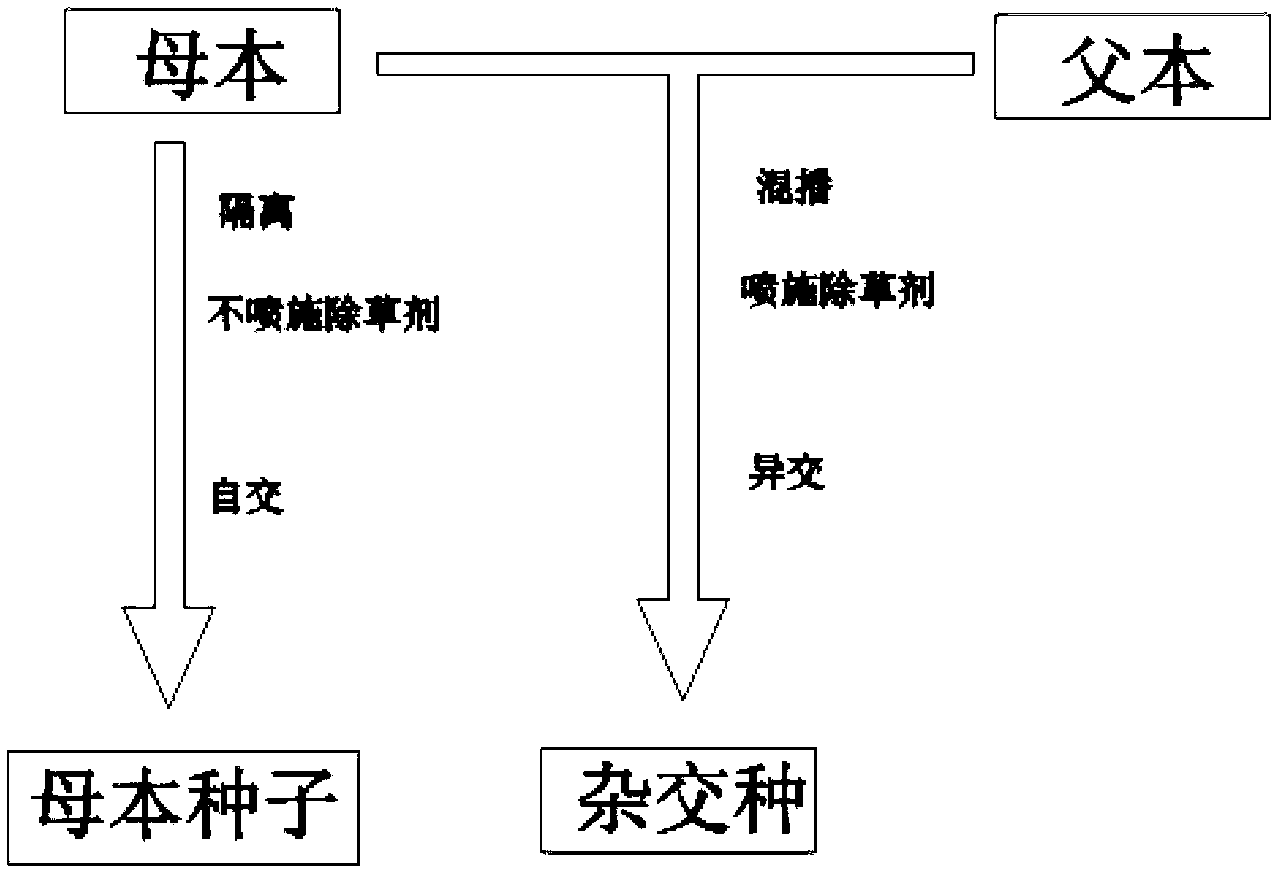 Rice hybrid breeding material as well as cultivation method and application thereof