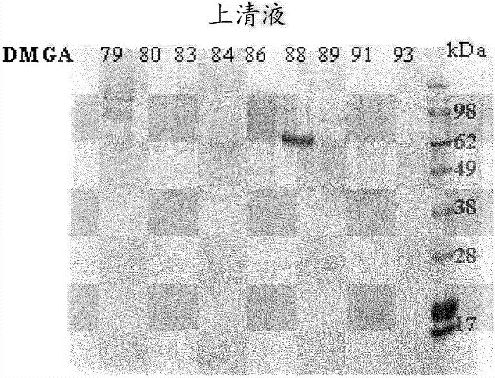 Polypeptide with glucoamylase activity and preparation method thereof