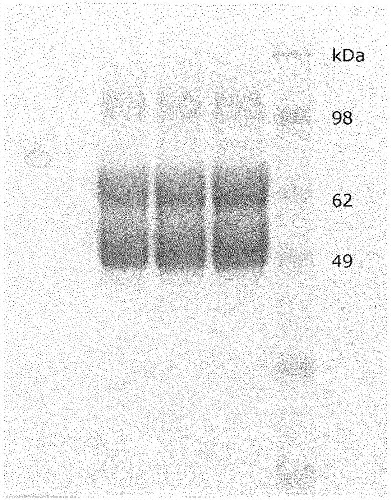 Polypeptide with glucoamylase activity and preparation method thereof