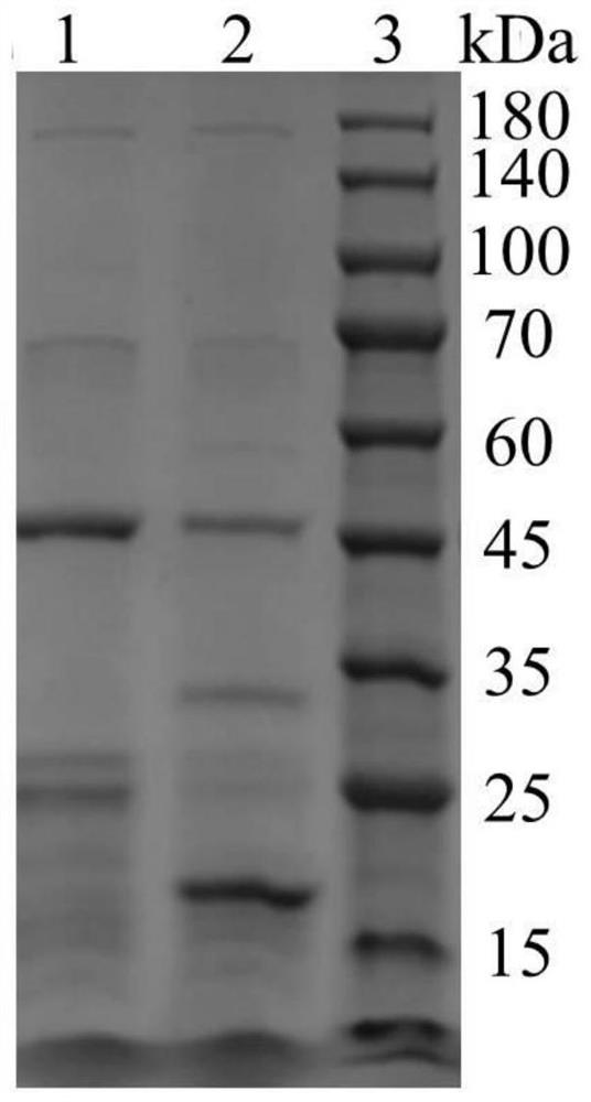 Recombinant I-type humanized collagen C1L1T and preparation method and application thereof