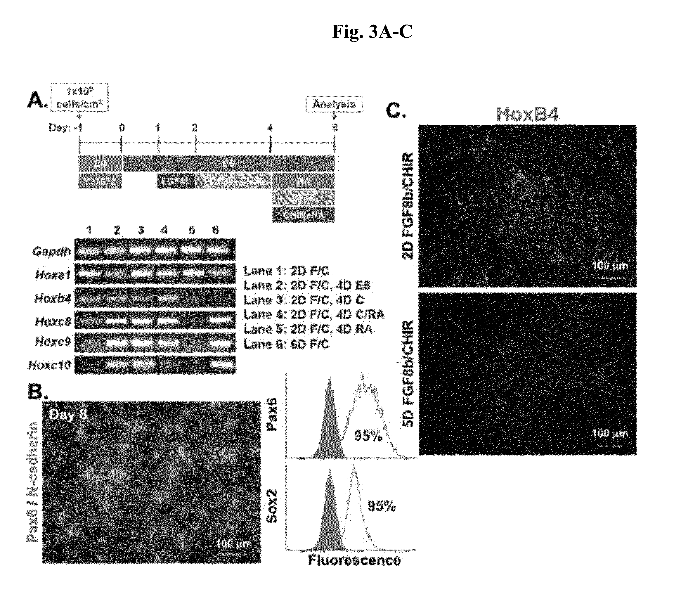 Compositions and methods for precise patterning of posterior neuroectoderm from human pluripotent stem cells