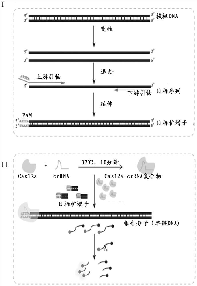 Nucleic acid detection method based on PCR amplification and CRISPR-Cas12a and application