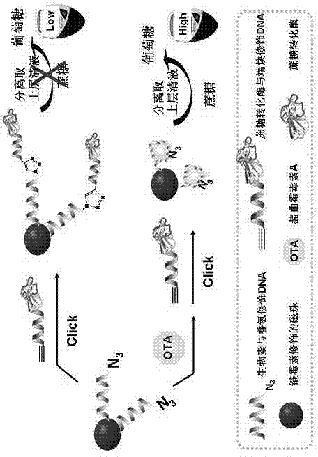 Method for portably and rapidly detecting ochratoxin A
