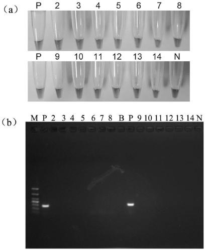 A detection target pcin100006 of Phytophthora camphora and its special detection primer and rapid detection method