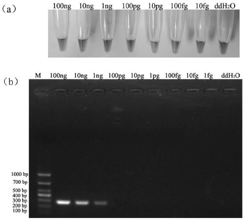 A detection target pcin100006 of Phytophthora camphora and its special detection primer and rapid detection method