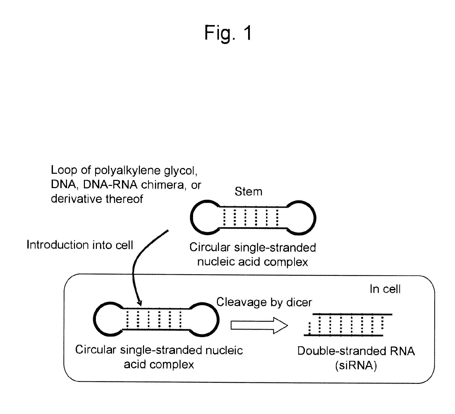 Cycle single-stranded nucleic acid complex and method for producing the same
