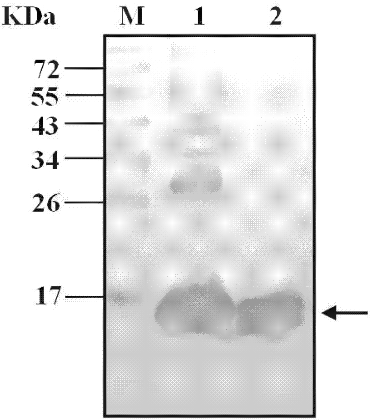 A kind of dengue virus degenerate vaccine and its application