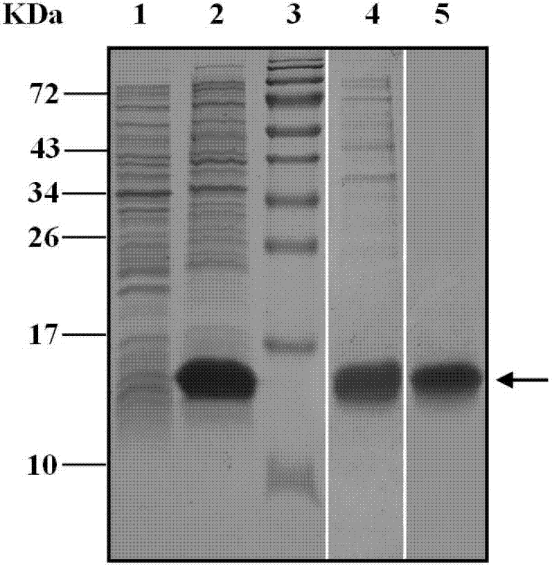 A kind of dengue virus degenerate vaccine and its application