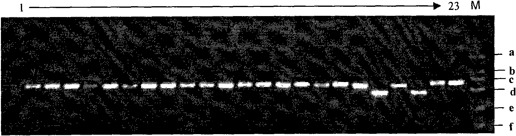 Function labeling development of wide compatibility gene S5&lt;n&gt;