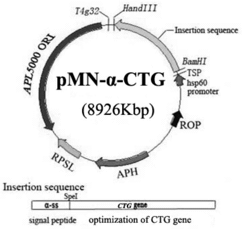 Recombination BCG viable bacterium strain capable of expressing and secreting staphylococcus aureus enterotoxin protein, viable bacterium vaccine and construction method and application thereof