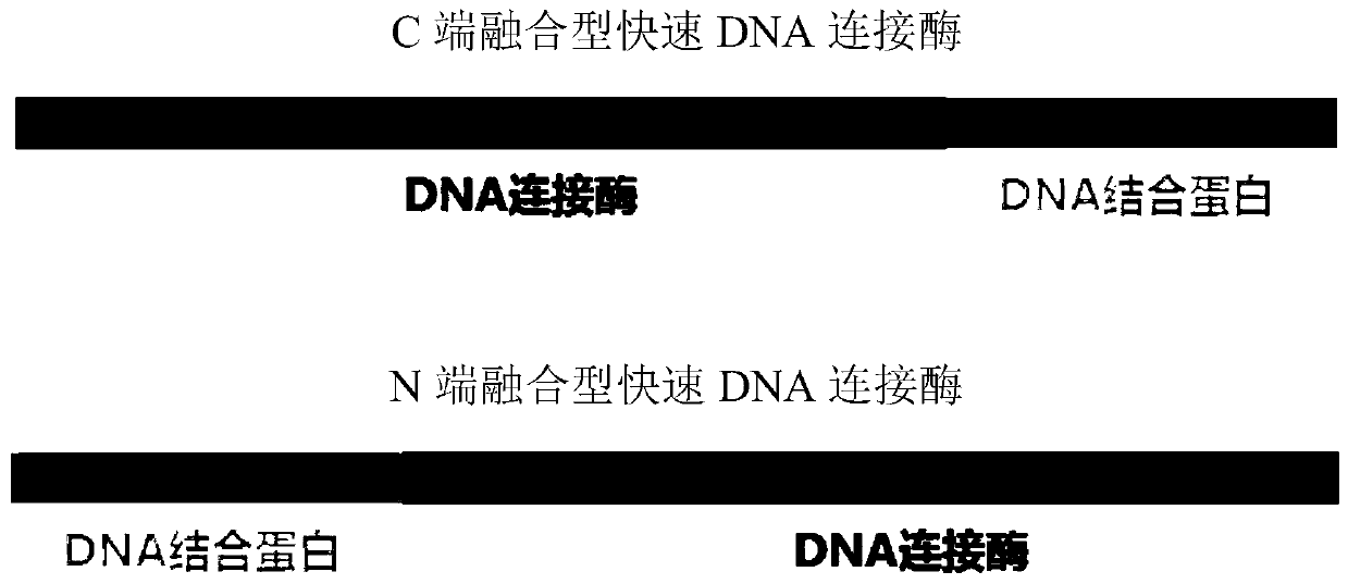 Preparation method and application of rapid DNA ligase