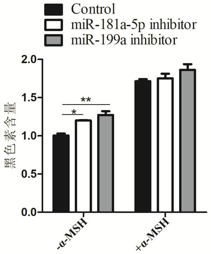 Use of micro RNAs in skin-whitening and caring product