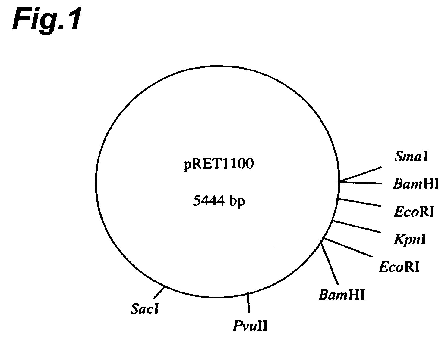 Plasmids and utilization thereof