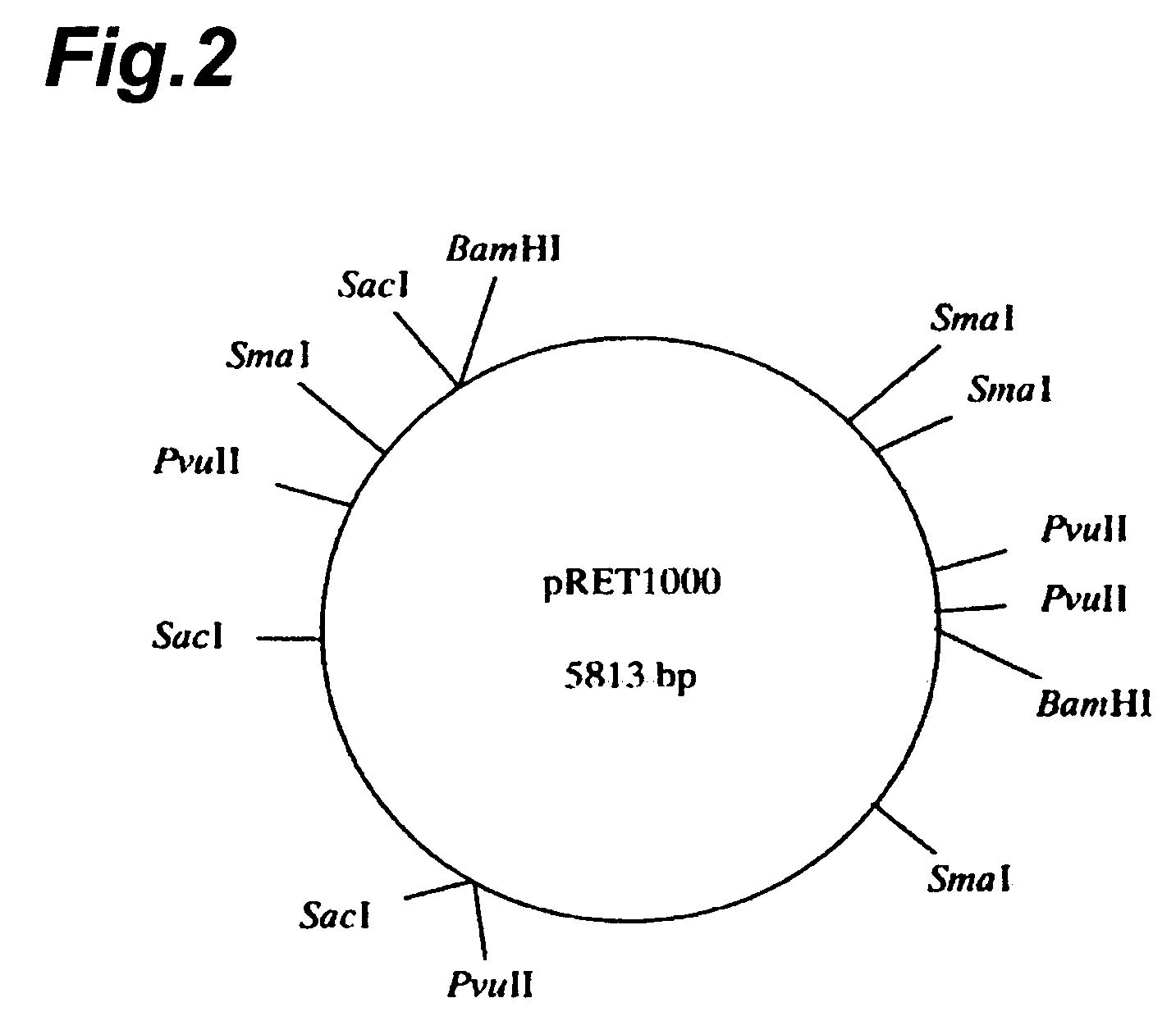 Plasmids and utilization thereof