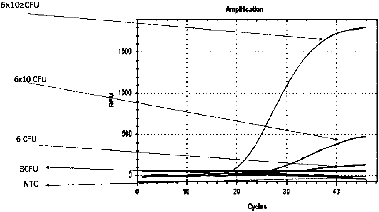 Primer and kit for identifying Brucella gene-deleted vaccine and naturally-infected strain based on RPA (recombinase polymerase amplification) method and application thereof