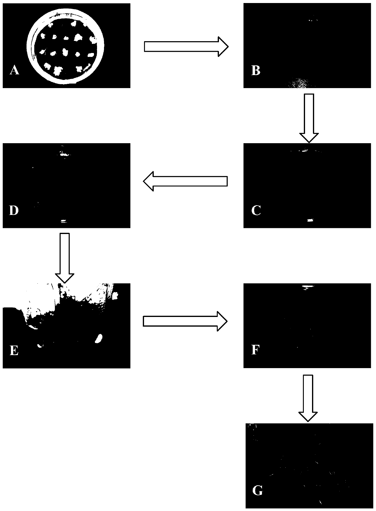 Upland grass tissue-culture rapid propagation method for ecological restoration use