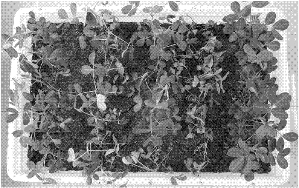 Peanut sclerotium blight greenhouse seedling inoculation method