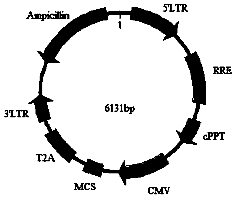 Detection material for anti-leucine-rich glioma inactivated 1 (LGI1) autoantibody in human body fluid and preparation method and application of detection material