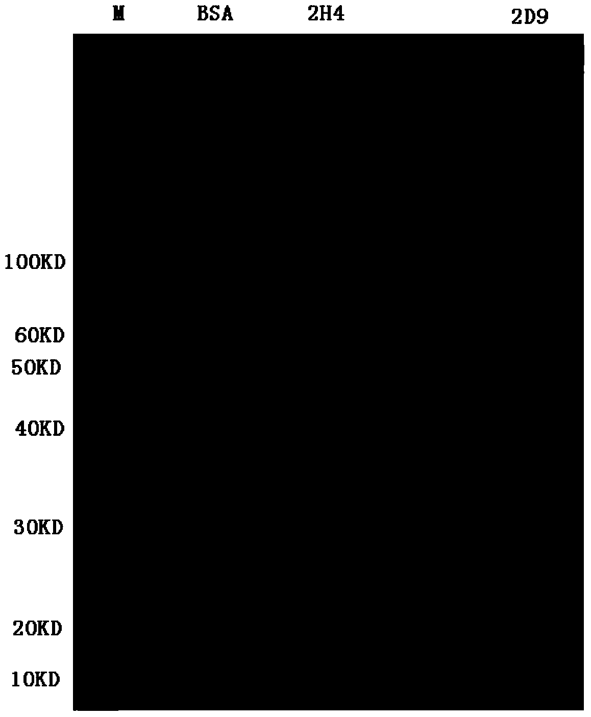 HER2 linear epitope neutralizing active monoclonal antibody and its application