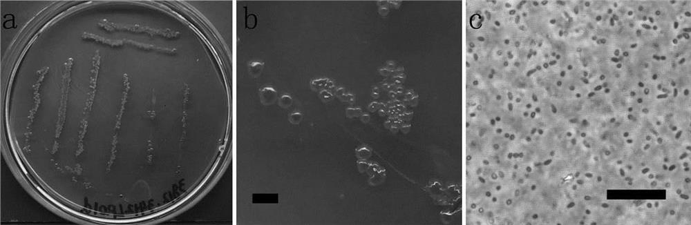 Pseudomonas chlororaphis and applications thereof