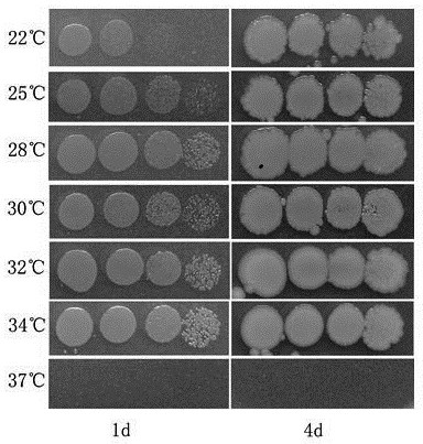 Pseudomonas chlororaphis and applications thereof