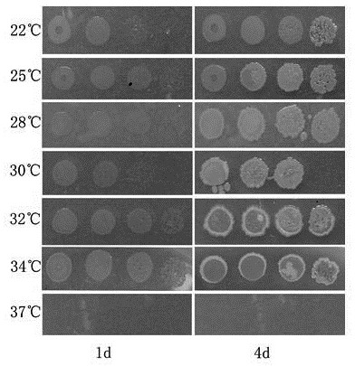 Pseudomonas chlororaphis and applications thereof