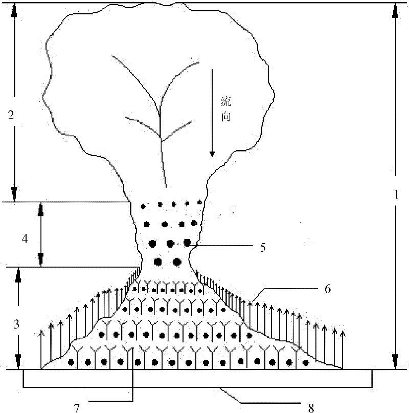 Silt retaining and consolidating method for use in debris flow gully ecological engineering and use thereof