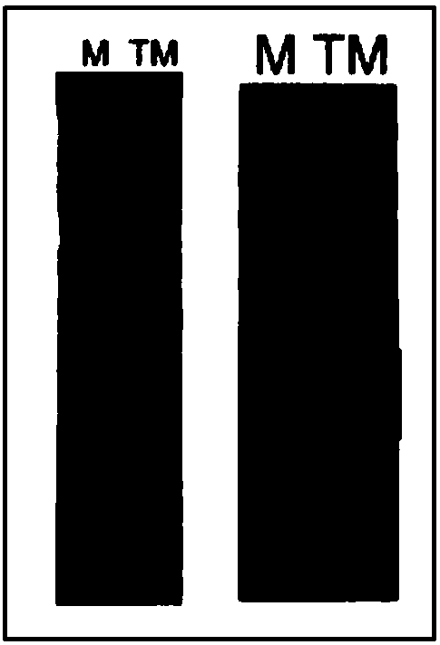 Magnetic bead immunochromatographic test strip for quickly detecting tropomyosin and application thereof