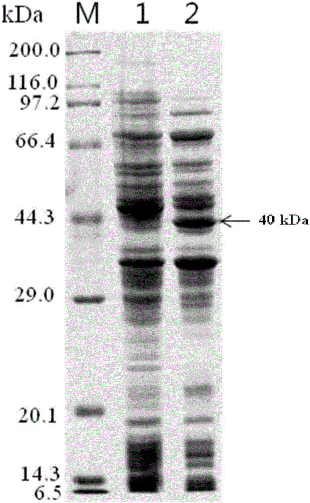 Colon targeting recombinant toxin as well as preparation method and application thereof