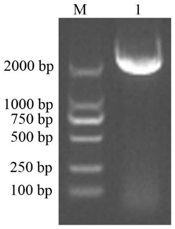 Dendrobium officinale salt induced promoter proDoMYB75 and application thereof