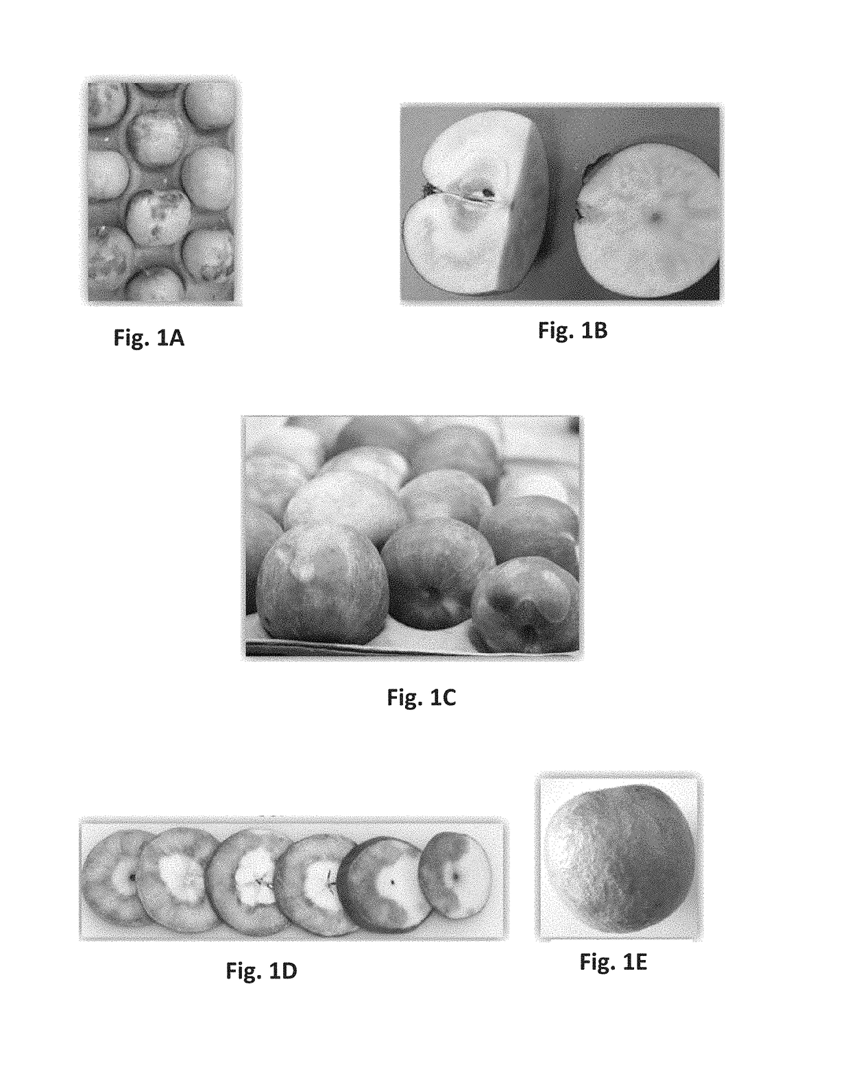 Gene expression monitoring for risk assessment of apple and pear fruit storage stress and physiological disorders