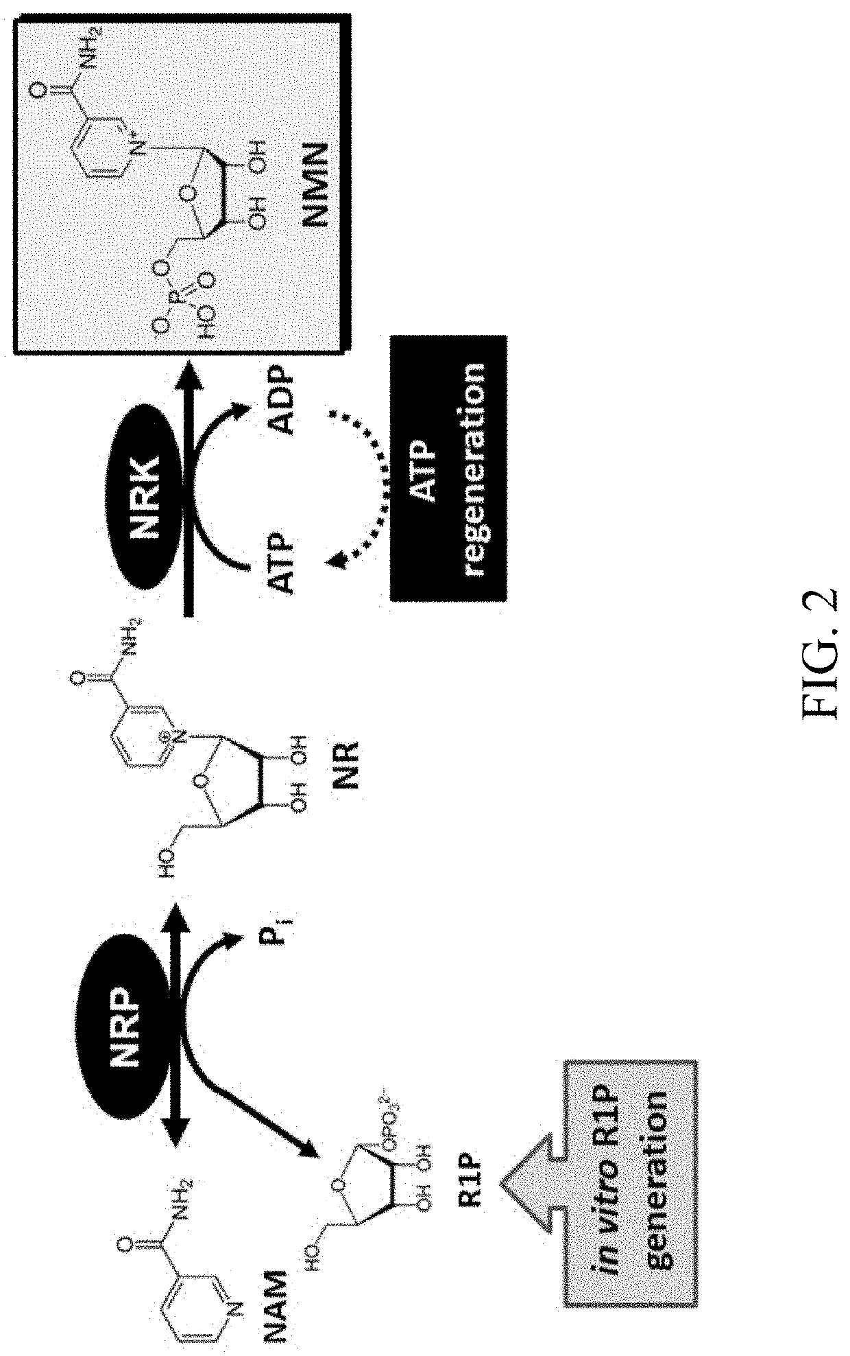 Biosynthesis of preparing nicotinamide mononucleotide and derivatives thereof