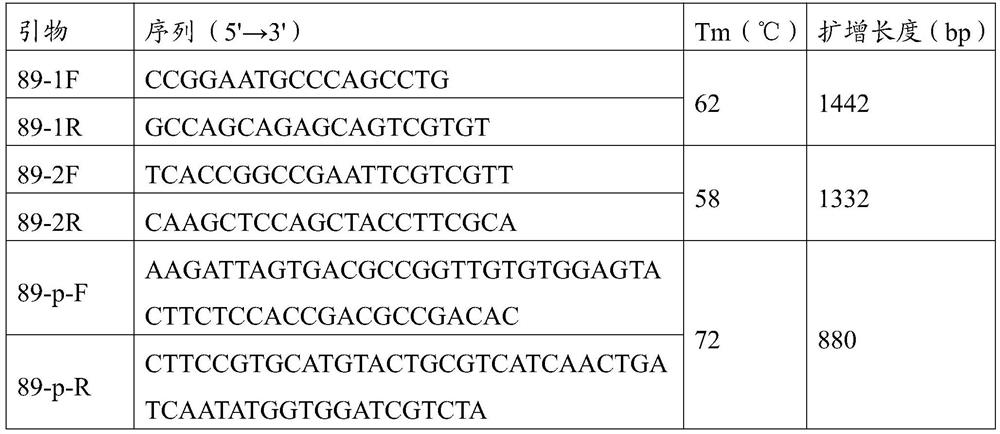 Corn saline-alkaline tolerance related molecular marker developed based on transcription factor gene ZmNAC89 and application thereof