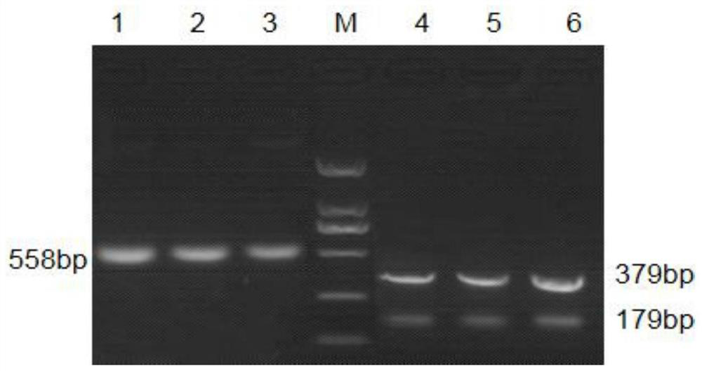 Corn saline-alkaline tolerance related molecular marker developed based on transcription factor gene ZmNAC89 and application thereof