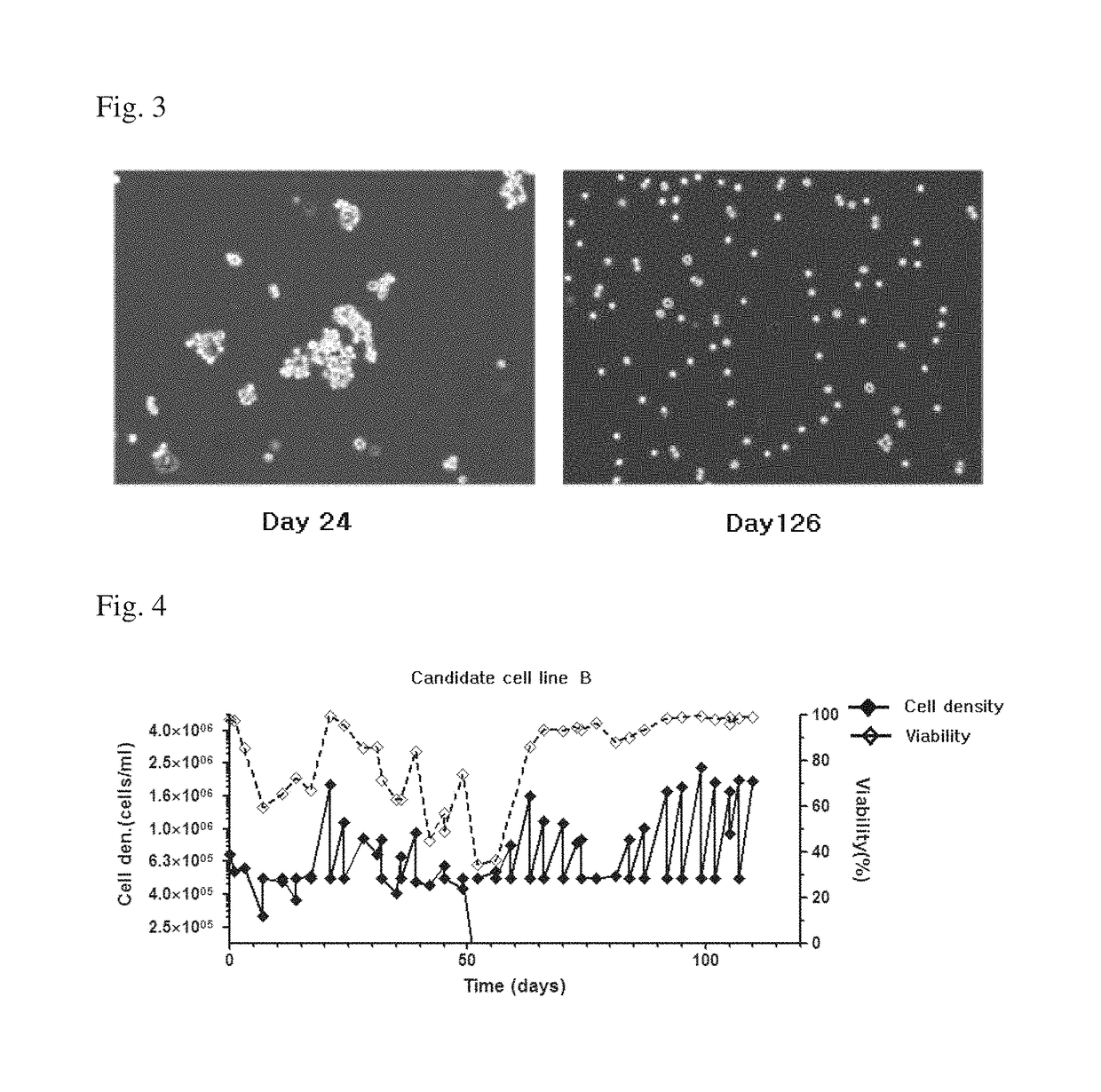 MDCK-derived cell strain suspension-cultured in protein-free medium and method for proliferating virus using cell strain