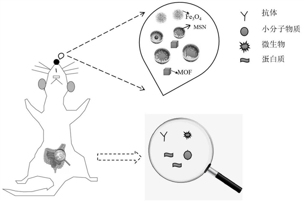 Application of nano material in preparation of nasal nano preparation for brain-targeted delivery of intestinal drugs