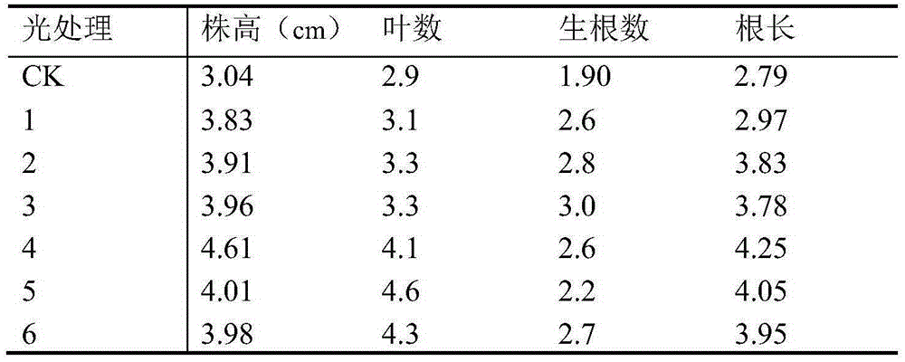 Tissue culture method for cymbidium tortisepalum and application thereof