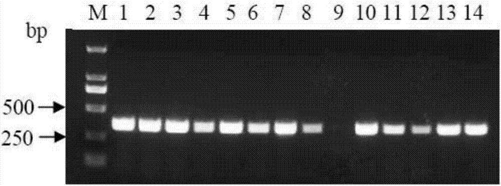 Method of simultaneously performing enzyme-cut and link up co-system based on CcdB lethal gene and SmaI restriction enzyme cutting site
