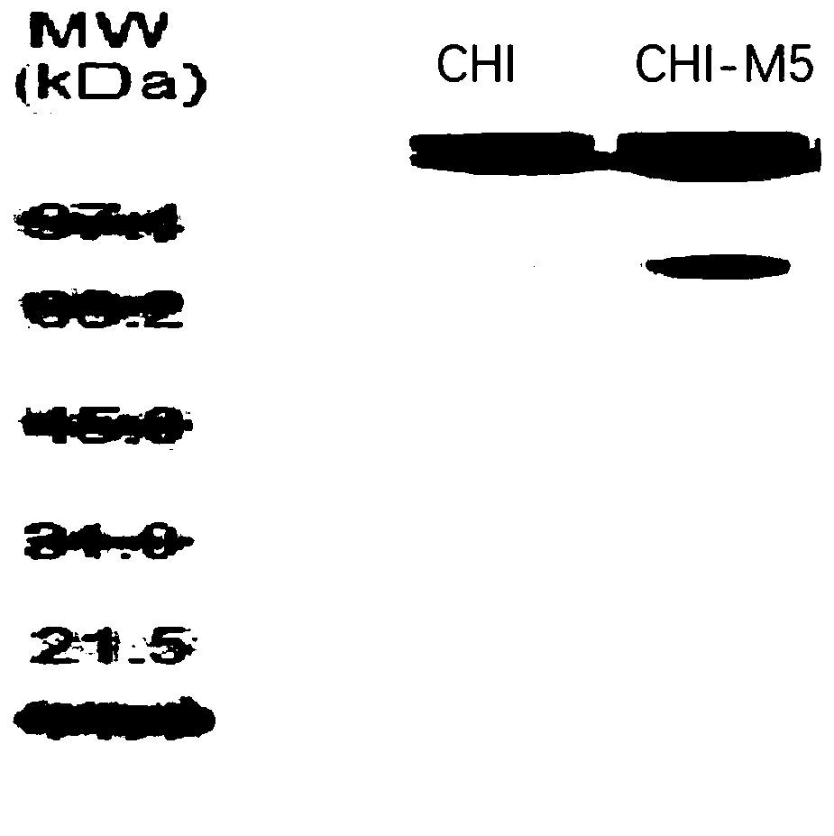Chitinase low temperature resistant mutant and application thereof