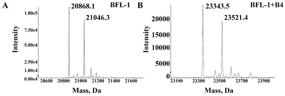 Stable polypeptide protein covalent inhibitor targeting anti-apoptotic protein BFL-1