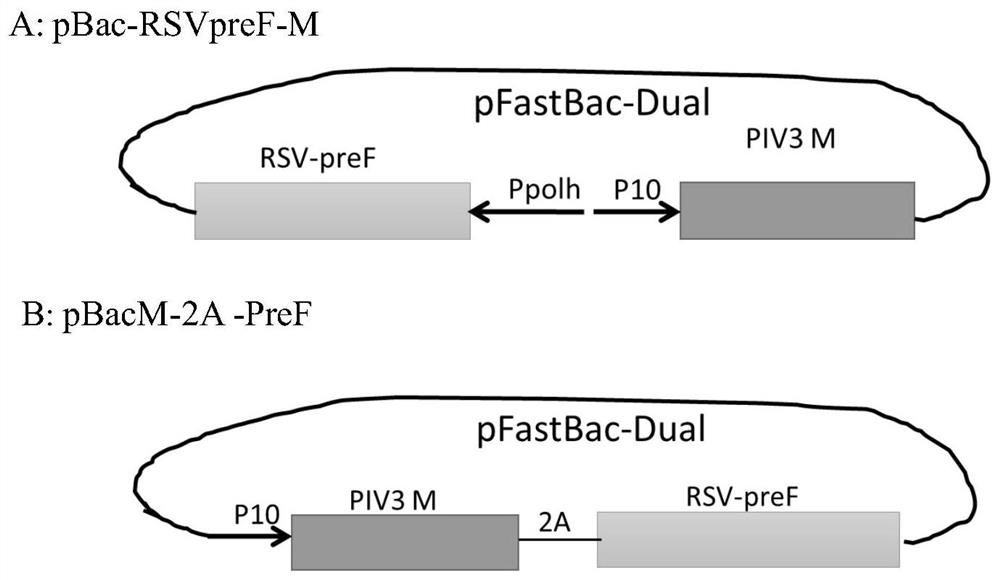 A recombinant vector for improving the solubility of viral glycoprotein and its preparation method and application