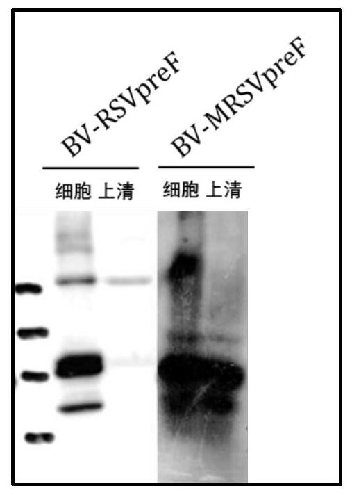 A recombinant vector for improving the solubility of viral glycoprotein and its preparation method and application